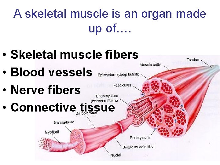 A skeletal muscle is an organ made up of…. • • Skeletal muscle fibers