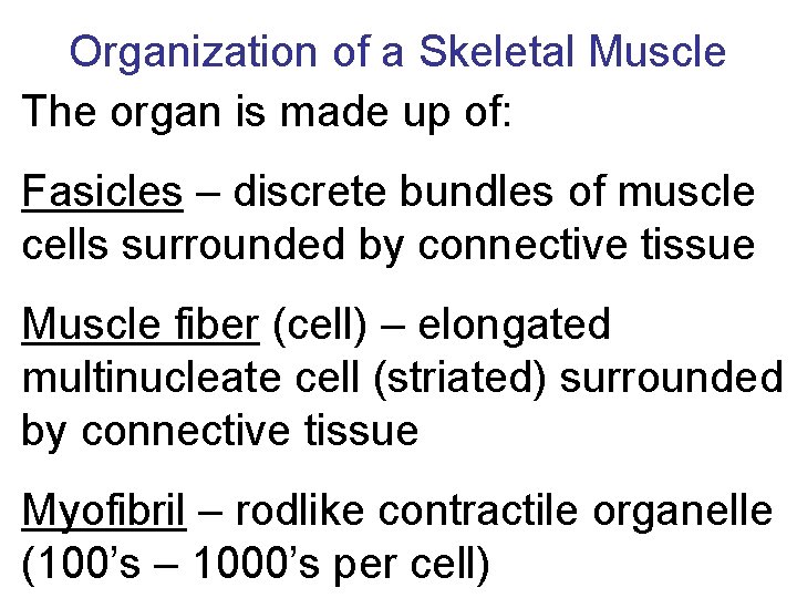 Organization of a Skeletal Muscle The organ is made up of: Fasicles – discrete