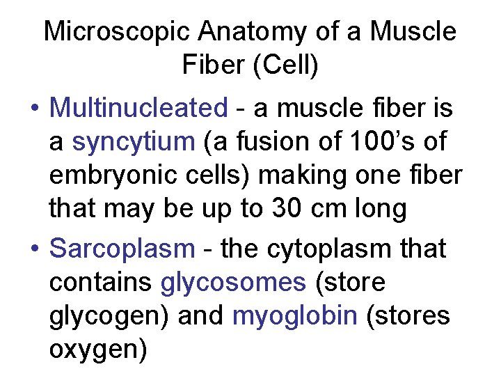 Microscopic Anatomy of a Muscle Fiber (Cell) • Multinucleated - a muscle fiber is Microscopic Anatomy of a Muscle Fiber (Cell) • Multinucleated - a muscle fiber is