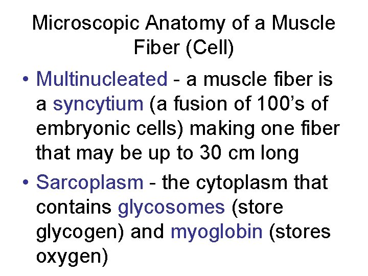 Microscopic Anatomy of a Muscle Fiber (Cell) • Multinucleated - a muscle fiber is