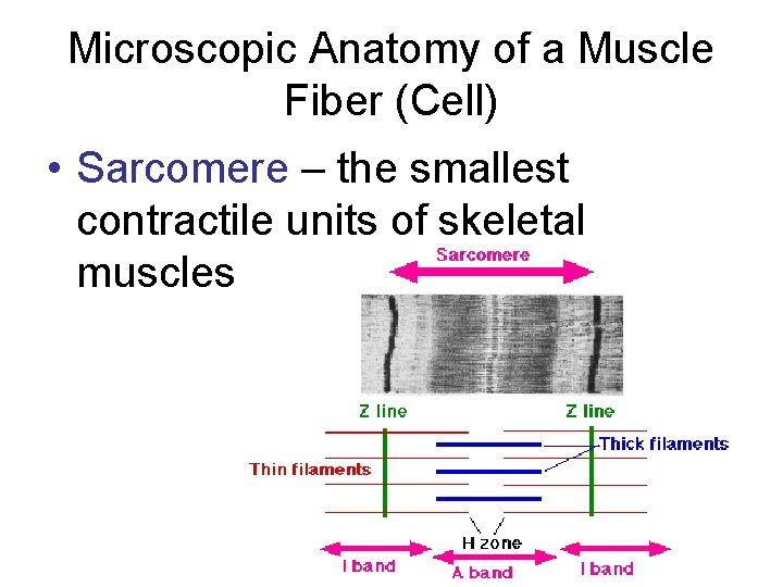 Microscopic Anatomy of a Muscle Fiber (Cell) • Sarcomere – the smallest contractile units Microscopic Anatomy of a Muscle Fiber (Cell) • Sarcomere – the smallest contractile units