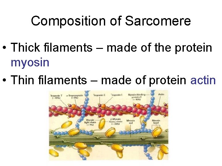 Composition of Sarcomere • Thick filaments – made of the protein myosin • Thin