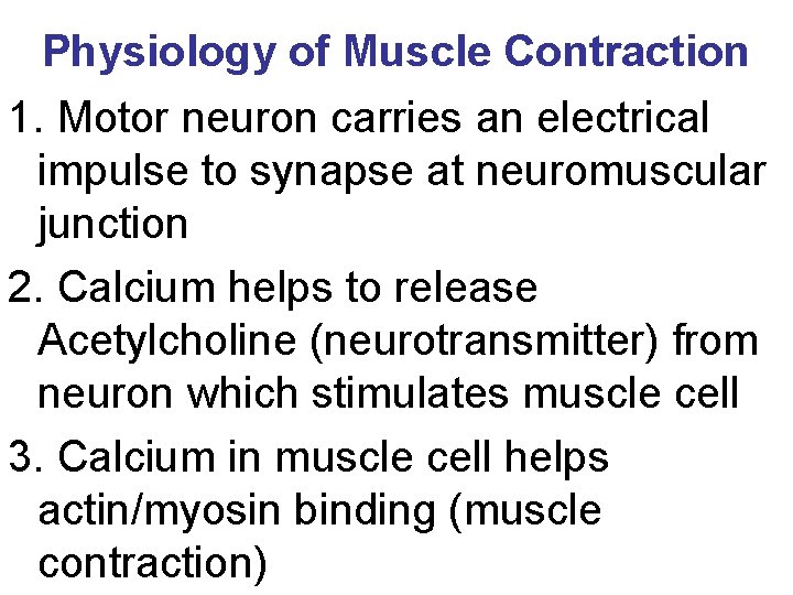 Physiology of Muscle Contraction 1. Motor neuron carries an electrical impulse to synapse at Physiology of Muscle Contraction 1. Motor neuron carries an electrical impulse to synapse at