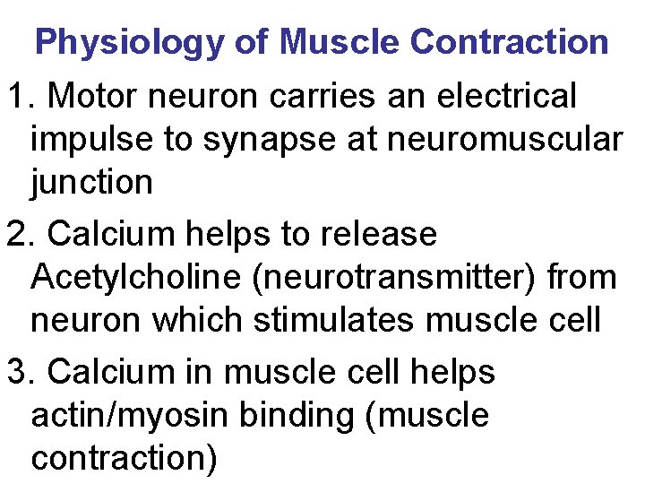 Physiology of Muscle Contraction 1. Motor neuron carries an electrical impulse to synapse at