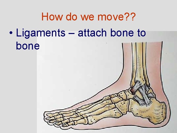 How do we move? ? • Ligaments – attach bone to bone 