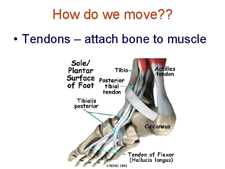 How do we move? ? • Tendons – attach bone to muscle How do we move? ? • Tendons – attach bone to muscle