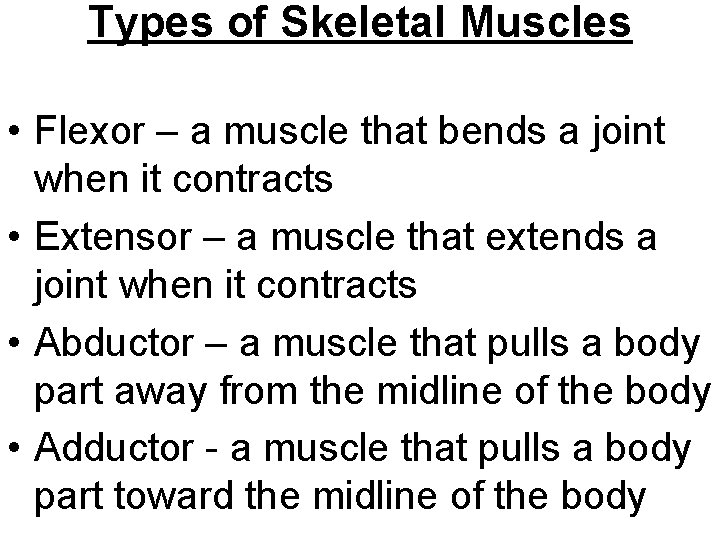 Types of Skeletal Muscles • Flexor – a muscle that bends a joint when