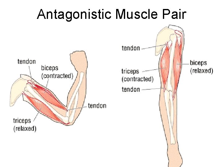 Antagonistic Muscle Pair Antagonistic Muscle Pair