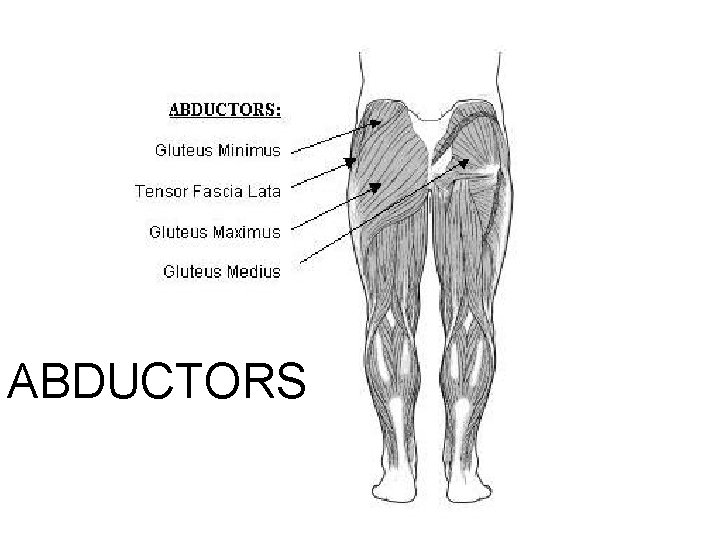 ABDUCTORS ABDUCTORS