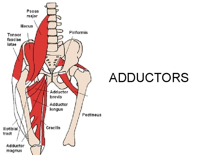 ADDUCTORS ADDUCTORS
