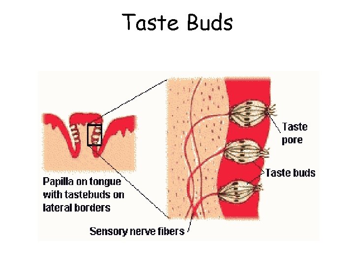 Taste Buds 