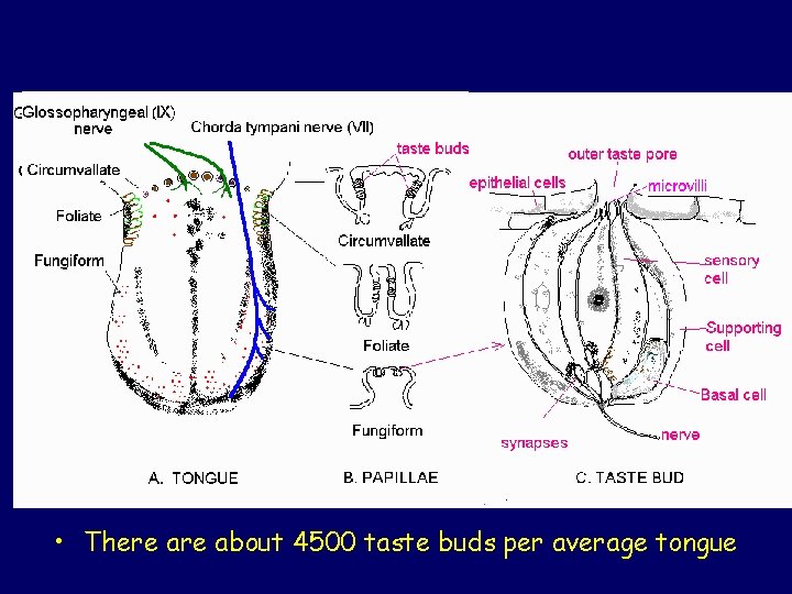  • There about 4500 taste buds per average tongue 