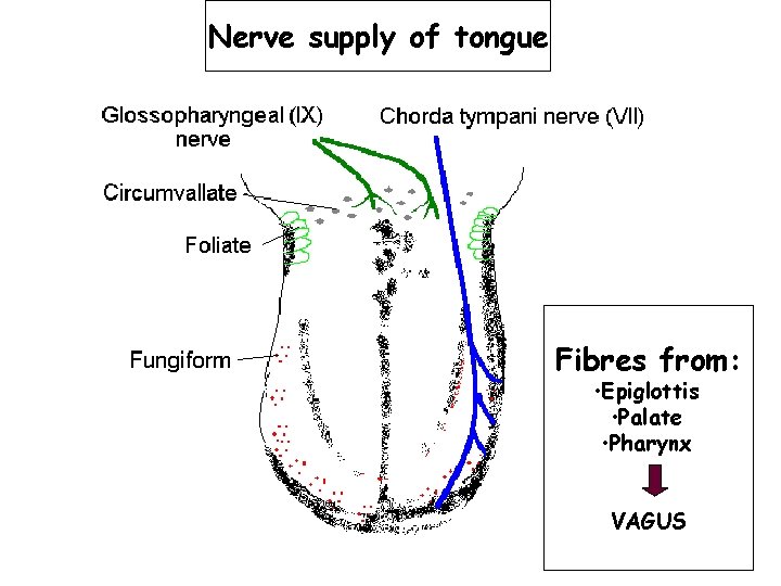 Nerve supply of tongue Fibres from: • Epiglottis • Palate • Pharynx VAGUS 