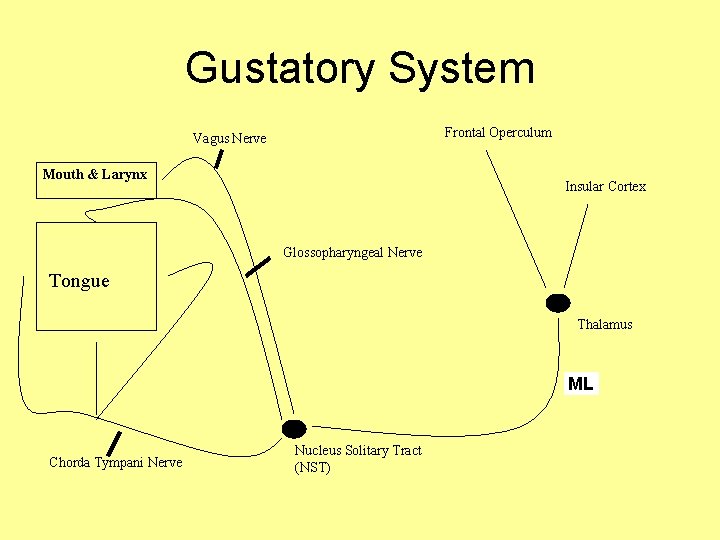 Gustatory System Frontal Operculum Vagus Nerve Mouth & Larynx Insular Cortex Glossopharyngeal Nerve Tongue