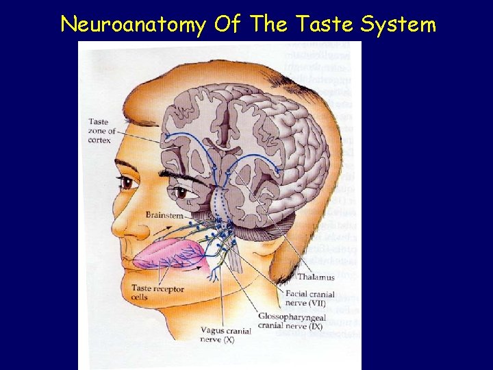 Neuroanatomy Of The Taste System 