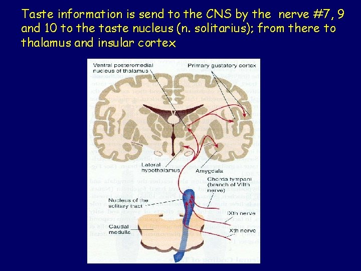 Taste information is send to the CNS by the nerve #7, 9 and 10