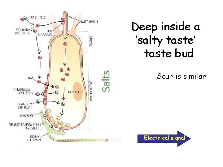 Deep inside a ‘salty taste’ taste bud Sour is similar Electrical signal 