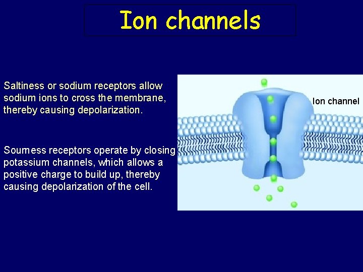Ion channels Saltiness or sodium receptors allow sodium ions to cross the membrane, thereby
