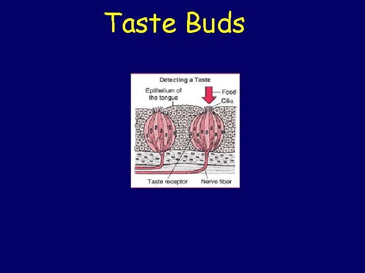 Taste Buds 