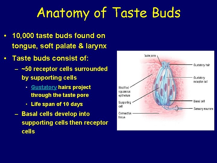 Anatomy of Taste Buds • 10, 000 taste buds found on tongue, soft palate