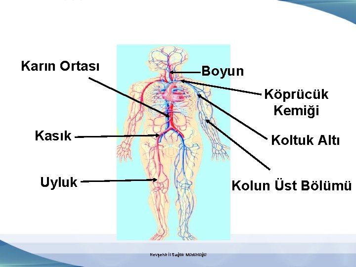Karın Ortası Boyun Köprücük Kemiği Kasık Koltuk Altı Uyluk Kolun Üst Bölümü Nevşehir İl