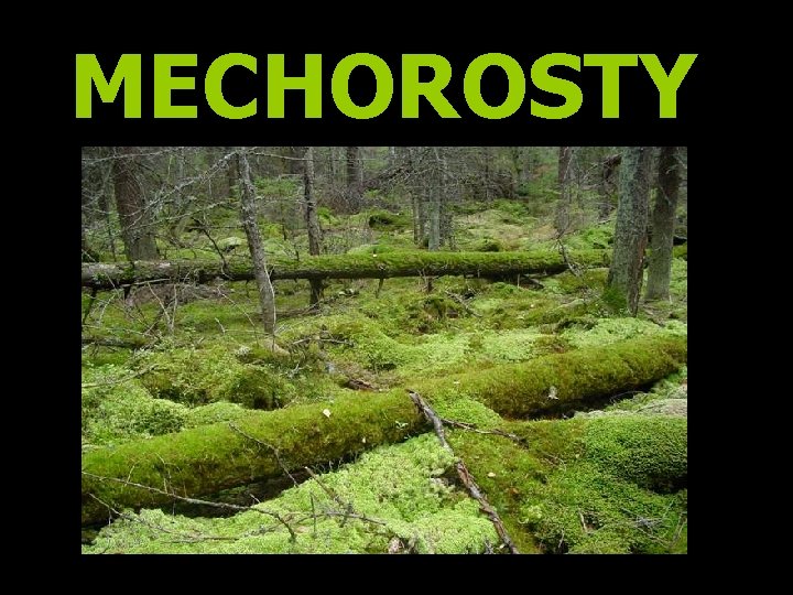 MECHOROSTY 