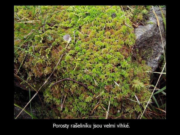 Porosty rašeliníku jsou velmi vlhké. 