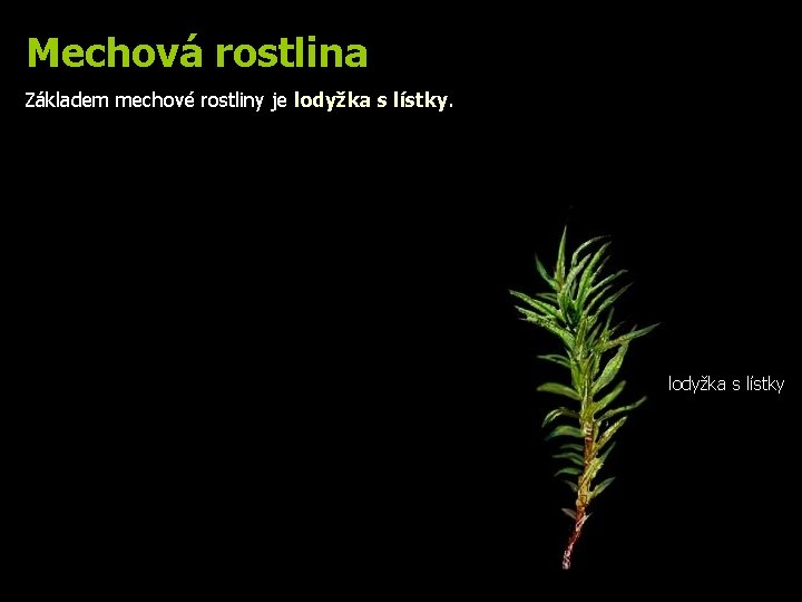 Mechová rostlina Základem mechové rostliny je lodyžka s lístky 