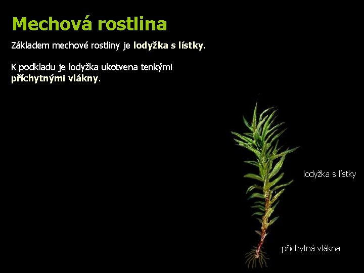 Mechová rostlina Základem mechové rostliny je lodyžka s lístky. K podkladu je lodyžka ukotvena