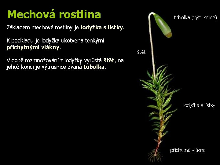 Mechová rostlina tobolka (výtrusnice) Základem mechové rostliny je lodyžka s lístky. K podkladu je