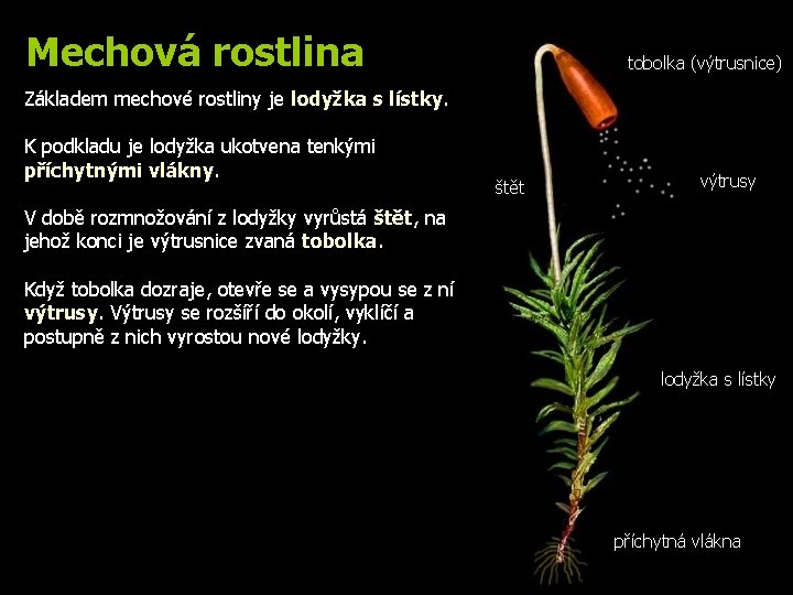 Mechová rostlina tobolka (výtrusnice) Základem mechové rostliny je lodyžka s lístky. K podkladu je