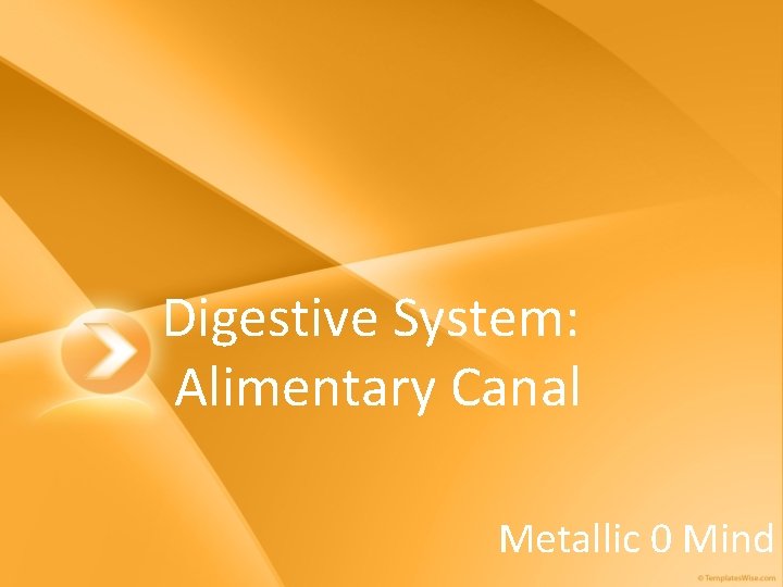 Digestive System: Alimentary Canal Metallic 0 Mind Digestive System: Alimentary Canal Metallic 0 Mind