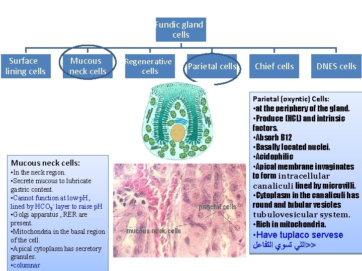 Fundic gland cells Surface lining cells Mucous neck cells: • In the neck region. Fundic gland cells Surface lining cells Mucous neck cells: • In the neck region.