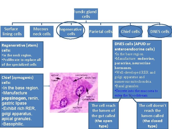 Fundic gland cells Surface lining cells Mucous neck cells Regenerative (stem) cells: • In Fundic gland cells Surface lining cells Mucous neck cells Regenerative (stem) cells: • In