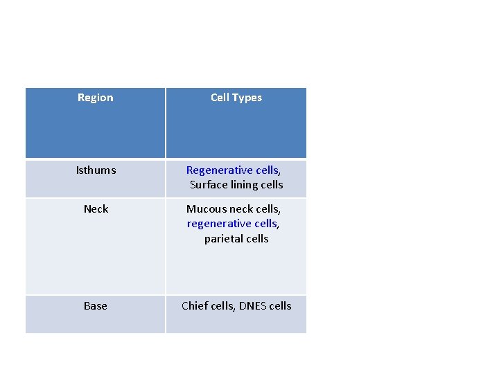 Region Cell Types Isthums Regenerative cells, Surface lining cells Neck Mucous neck cells, regenerative Region Cell Types Isthums Regenerative cells, Surface lining cells Neck Mucous neck cells, regenerative