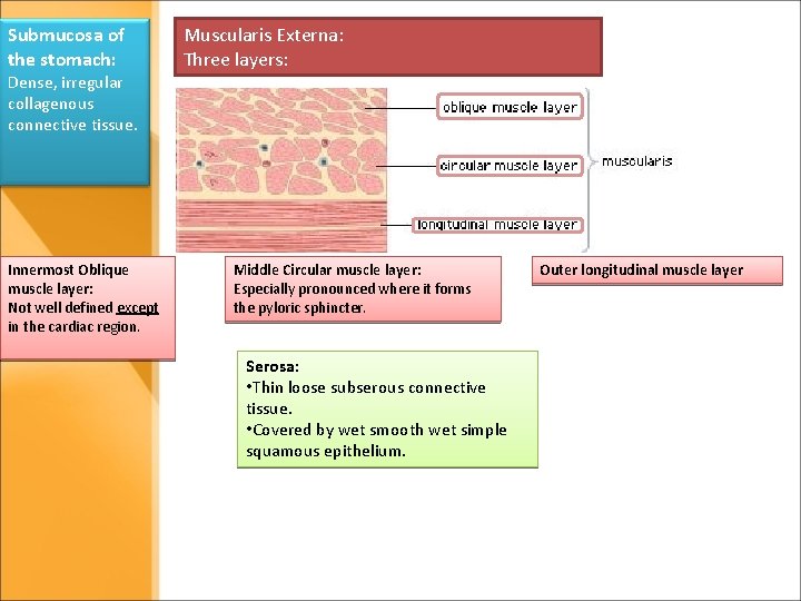 Submucosa of the stomach: Dense, irregular collagenous connective tissue. Innermost Oblique muscle layer: Not Submucosa of the stomach: Dense, irregular collagenous connective tissue. Innermost Oblique muscle layer: Not