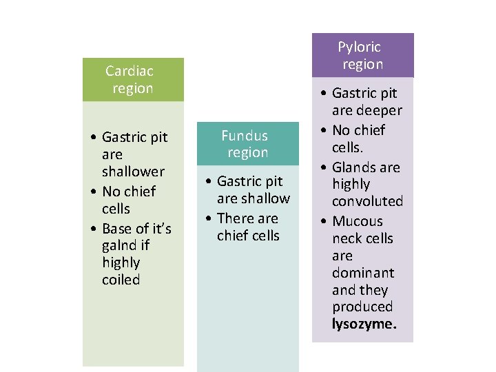Pyloric region Cardiac region • Gastric pit are shallower • No chief cells • Pyloric region Cardiac region • Gastric pit are shallower • No chief cells •