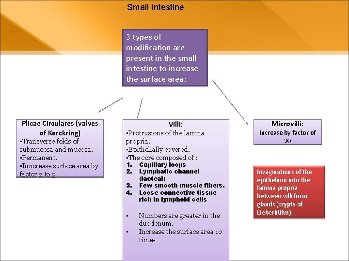 Small Intestine 3 types of modification are present in the small intestine to increase Small Intestine 3 types of modification are present in the small intestine to increase