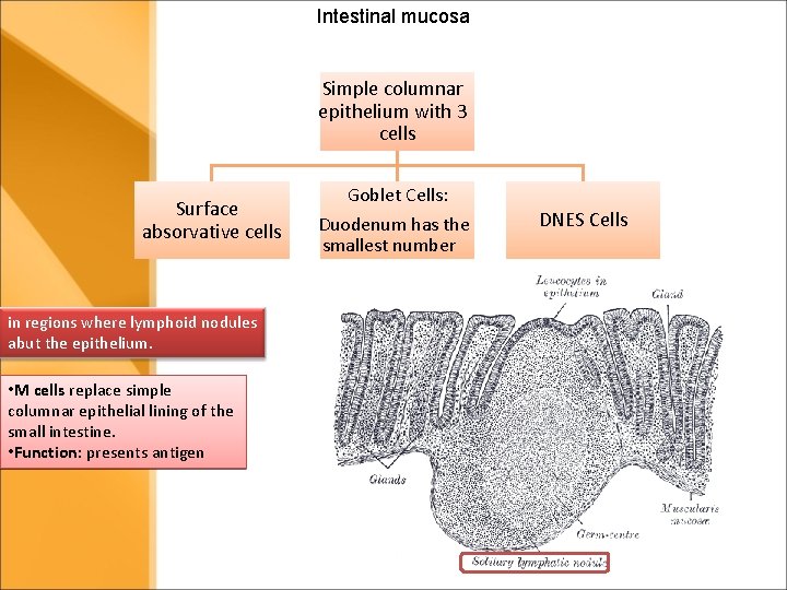 Intestinal mucosa Simple columnar epithelium with 3 cells Surface absorvative cells in regions where Intestinal mucosa Simple columnar epithelium with 3 cells Surface absorvative cells in regions where