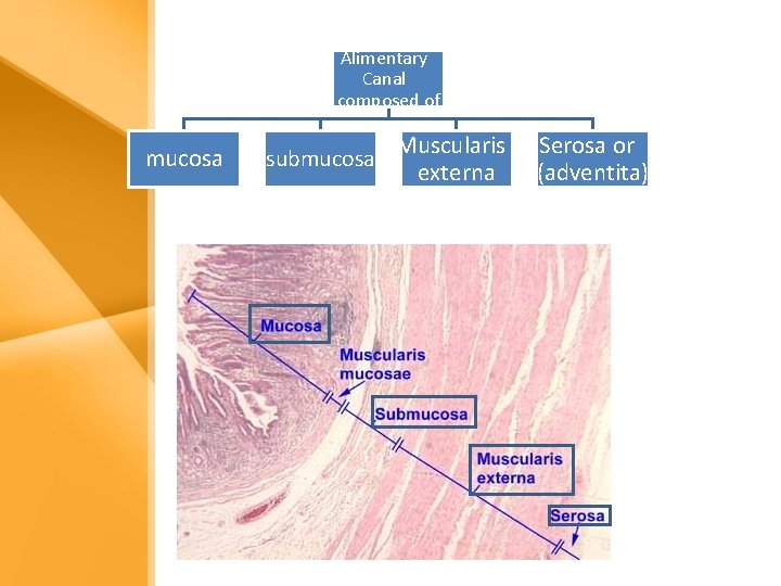 Alimentary Canal composed of mucosa submucosa Muscularis externa Serosa or (adventita) Alimentary Canal composed of mucosa submucosa Muscularis externa Serosa or (adventita)
