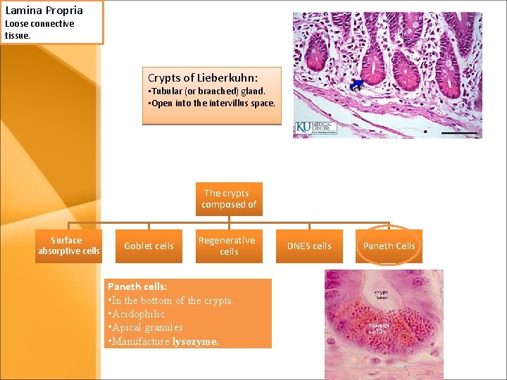 Lamina Propria Loose connective tissue. Crypts of Lieberkuhn: • Tubular (or branched) gland. • Lamina Propria Loose connective tissue. Crypts of Lieberkuhn: • Tubular (or branched) gland. •