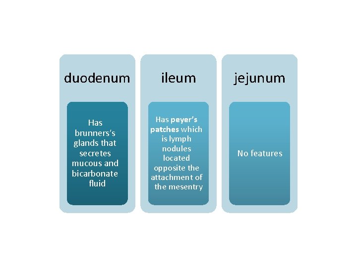 duodenum ileum jejunum Has brunners’s glands that secretes mucous and bicarbonate fluid Has peyer’s duodenum ileum jejunum Has brunners’s glands that secretes mucous and bicarbonate fluid Has peyer’s