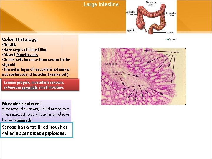 Large Intestine Colon Histology: • No villi. • Have crypts of lieberkühn. • Absent Large Intestine Colon Histology: • No villi. • Have crypts of lieberkühn. • Absent