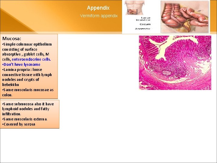 Appendix Vermiform appendix Mucosa: • Simple columnar epithelium consisting of surface absorptive , goblet Appendix Vermiform appendix Mucosa: • Simple columnar epithelium consisting of surface absorptive , goblet