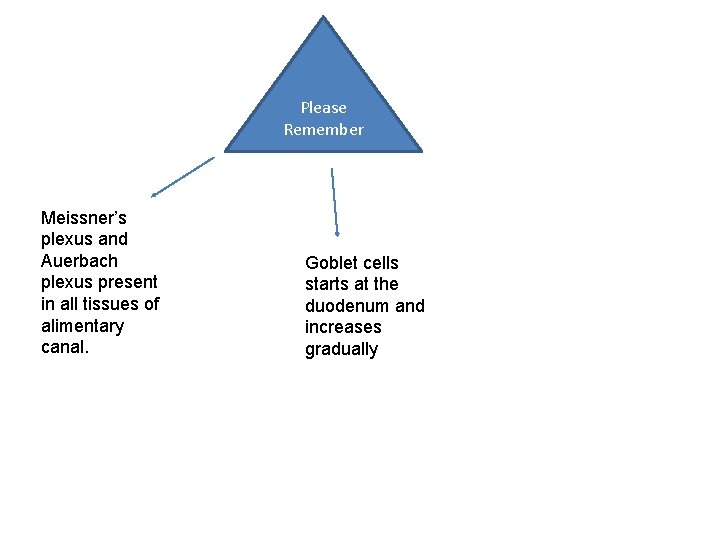 Please Remember Meissner’s plexus and Auerbach plexus present in all tissues of alimentary canal. Please Remember Meissner’s plexus and Auerbach plexus present in all tissues of alimentary canal.