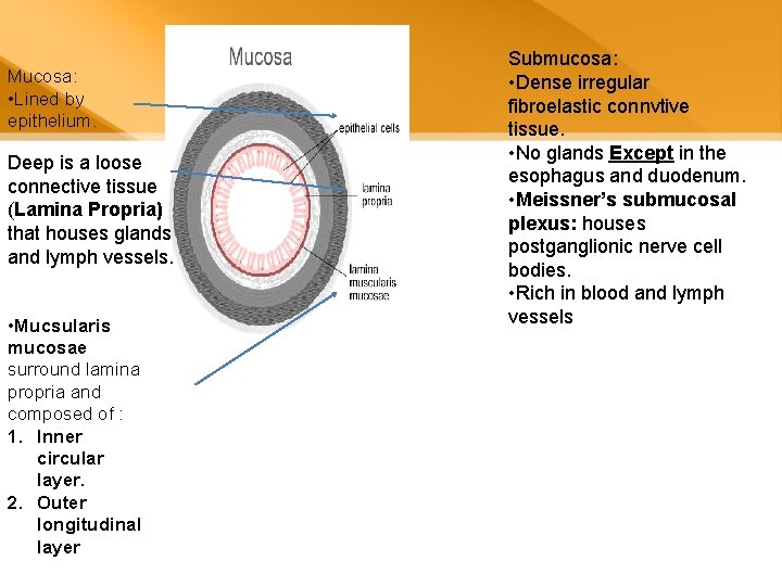Mucosa: • Lined by epithelium. Deep is a loose connective tissue (Lamina Propria) that Mucosa: • Lined by epithelium. Deep is a loose connective tissue (Lamina Propria) that