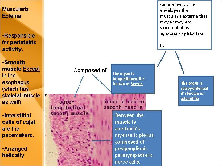Connective tissue envelopes the muscularis externa that may or may not surrounded by squamous Connective tissue envelopes the muscularis externa that may or may not surrounded by squamous