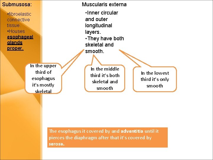 Submusosa: Muscularis externa • Inner circular and outer longitudinal layers. • They have both Submusosa: Muscularis externa • Inner circular and outer longitudinal layers. • They have both