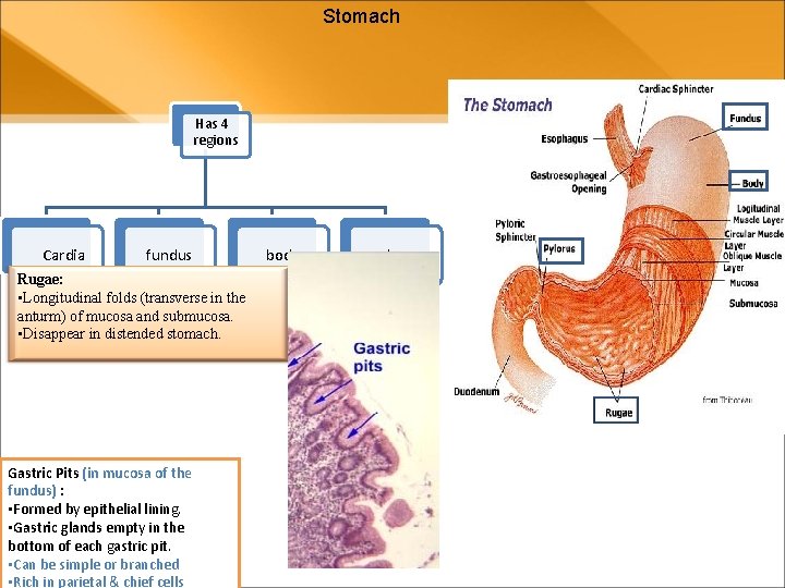 Stomach Has 4 regions Cardia fundus Rugae: • Longitudinal folds (transverse in the anturm) Stomach Has 4 regions Cardia fundus Rugae: • Longitudinal folds (transverse in the anturm)