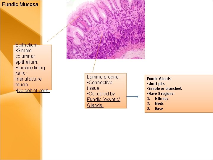 Fundic Mucosa Epithelium : • Simple columnar epithelium. • surface lining cells : manufacture Fundic Mucosa Epithelium : • Simple columnar epithelium. • surface lining cells : manufacture
